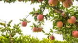 How Srishail Teli Overcame Challenges to Grow Apples in the Heat of Karnataka