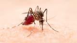 Bengaluru reports over 500 active dengue cases along with rise in infectious diseases following heavy rainfall