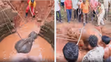 ‘Second Chance’: Heartwarming Rescue Saves Injured Baby Elephant From Odisha Well (WATCH)