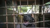 Daily Brief, August 13: CJI Gavai on Stray Dogs Order to Rohit Sharma's ICC Rise - 10 Must-Know Headlines From India