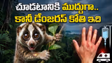 Venomous Monkey: అబ్బా.. ఎంత ముద్దుగా ఉందో అనుకుంటే ప్రాణానికే ముప్పు.. విషపూరిత కోతి ఇది !