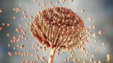 Climate change: How a deadly fungus called Aspergillus may become the next big global health threat