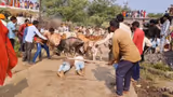 MP Villagers Lie Face-Down As Cattle Run Over Them In Bizarre Post-Dussehra Ritual, Video Goes Viral