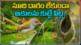 Tailorbird: సూది దారం లేకుండా.. ఆకులను అద్భుతంగా కుట్టే పిట్ట..  చిన్న పక్షికి ఇంత తెలివి ఎలా?
