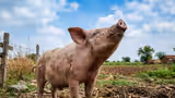 Animal Facts: ಈ ಹಂದಿಗಳು ಜೀವನದಲ್ಲಿ ಒಮ್ಮೆಯೂ ತಲೆ ಮೇಲಕ್ಕೆತ್ತಿ ಆಕಾಶ ನೋಡಲ್ಲ! ಏಕೆ ಗೊತ್ತಾ?