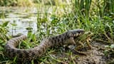 Recommended image1