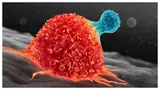 New Gene Switch Could Stop Cancer? Scientists Discover Molecular Switch That Can Turn Cancer Cells Back To Normal