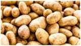 Potato Subsidy: உருளைக்கிழங்கு விவசாயிகளுக்கு ஜாக்பாட்: சேமிப்பு முதல் விற்பனை வரை மானியம்! யாருக்கு தெரியுமா?