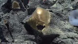 Scientists Solve the Mystery of Bizarre Golden Egg Found Deep Beneath Ocean Surface After Years Of Speculation