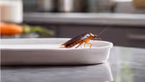 Cockroach Prevention Tips: சமையலறையில் கரப்பான் பூச்சி தொல்லையா? நிரந்தரமாக விரட்ட சூப்பர் டிப்ஸ்!