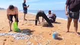 Thrissur: Locals Rush To Grab Kilos Of Sardines Washed Ashore! Read On