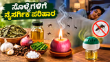 ಸೊಳ್ಳೆ ಕಾಟಕ್ಕೆ ಶೂನ್ಯ ಬಂಡವಾಳದ ಪರಿಹಾರ: ನೈಸರ್ಗಿಕ ಮನೆಮದ್ದು ಬಳಸಿ, ಸೊಳ್ಳೆಗಳನ್ನು ಓಡಿಸಿ!