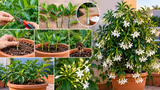 Jasmine from Cuttings: बिना बड़े बगीचे के घर में खिलाएं रातरानी, गमले में ऐसे लगाएं कटिंग और पाएं महकदार फूल