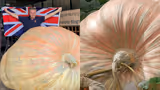 Recommended image1