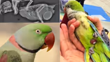 Recommended image1