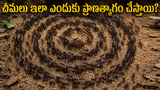 Recommended image2
