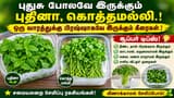 Mint Coriander Storage Tips: புதுசு போலவே இருக்கும் புதினா, கொத்தமல்லி.! ஒரு வாரத்துக்கு பிரஷ்ஷாகவே இருக்கும் சூப்பர் டிப்ஸ்.!