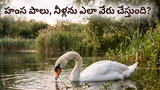 Recommended image1