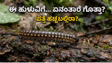 ಮಳೆಗಾಲದಲ್ಲಿ ಕಾಣಿಸೋ ಸಹಸ್ರಪದಿ ಹುಳ ಮುಟ್ಟಿದ್ರೆ ಏನಾಗುತ್ತೆ? ಇದು ಎಷ್ಟು ವಿಷಕಾರಿ ಗೊತ್ತಾ?