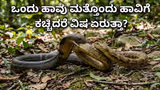 ಒಂದು ಹಾವು ಇನ್ನೊಂದು ಹಾವಿಗೆ ಕಚ್ಚಿದರೆ ಏನಾಗುತ್ತೆ? ವಿಷವೇರಿ ಹಾವು ಸಾಯುತ್ತಾ? ಇಲ್ಲಿದೆ ವೈಜ್ಞಾನಿಕ ಸತ್ಯ!