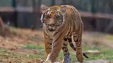 Tiger Urine Sale: పులి మూత్రాన్ని విక్ర‌యిస్తున్న చైనా.. దాంతో ఏం చేస్తార‌నేగా సందేహం