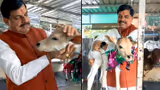MP News : मुख्यमंत्री निवास में हुआ बछिया का जन्म, CM मोहन यादव ने रखा अनोखा नाम