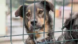 Outrage and Support as Supreme Court Orders Removal Of All Stray Dogs In Delhi-NCR