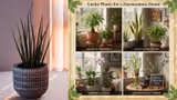 घराच्या सजावटीसाठी बेस्ट वॉटर प्लांट्स: हवा आहे नॅचरल टच? ट्राय करा ही ५ झाडे