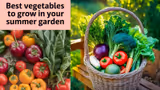 Summer Vegetables Gardening: गर्मी शुरू होने से पहले लगा लें ये सब्जियां, मिलेगा भरपूर फायदा