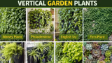 Vertical Garden Plants: बालकनी हो या दीवार, ये 7 पौधे बदल देंगे आपके घर की रौनक