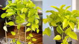 Recommended image2