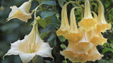 Recommended image2