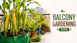 Balcony Gardening Tips: बालकनी में आसानी से उगाएं Sweet Corn, जानिए कौन-सी बेकार चीजें आएंगी काम