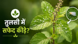 Whiteflies on Tulsi Plant: तुलसी को सफेद कीड़ों से बचाने के 7 आसान घरेलू तरीके, पौधा रहेगा हरा-भरा