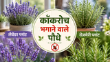 Cockroach Repellent Plants: किचनपासून बेडरूमपर्यंत, झुरळांना पळवून लावतील ही ४ झाडं
