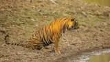 Karnataka: Injured Tiger Rescued After Fight in Bandipur Reserve Forest