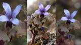 Cyananthus Hookeri: 158 ವರ್ಷಗಳ ಬಳಿಕ ಭಾರತದಲ್ಲಿ ಮತ್ತೆ ಅರಳಿದ ಅಪರೂಪದ ಹೂವು!