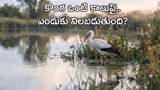 Recommended image2