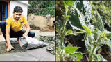 कोरोना संकट में बिच्छू घास को बना दिया हर्बल टी, अब दिल्ली मेट्रो की नौकरी छोड़कर दान सिंह कमा रहे हैं लाखों