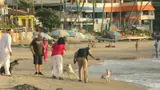 Only 2% of Street Dog Interactions Aggressive in India, Researchers Warn As Final SC Verdict Looms