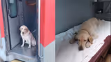 Taking your pet on a train? Here’s how Indian Railways is making it possible