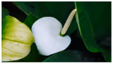 Recommended image1