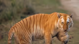 Rare golden tiger spotted at Assam's Kaziranga National Park, SEE pics
