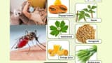 National Dengue Day 2025: Effective home remedies for fever; Read