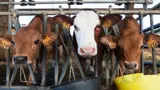 'People Only Stand for Dogs': Public Criticism Grows Over Cow Not Being India’s National Animal