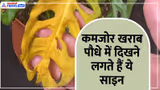 पौधा हो रहा है कमजोर और खराब? इन 4 बातों से तुरंत लगाएं पता