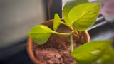Money Plant Vastu: మనీ ప్లాంట్ ని ఏ రోజున, ఏ దిశలో పెడితే మంచిదో తెలుసా?