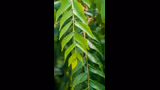 Curry Leaves Plant Care: गमले में कड़ी पत्ता नहीं हो रहा घना? अपनाएं ये 6 जबरदस्त ट्रिक्स