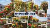 Summer Flowering Plants: चिलचिलाती धूप में रंग-बिरंगे फूलों से भरी रहेगी बालकनी, लगाएं 5 समर फ्लावर प्लांट