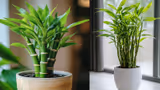 Lucky Bamboo : घरातली रोजची भांडणं थांबतील, नशीब चमकेल; फक्त 'हे' एक रोप लावा!